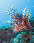 hanamino0427.JPG
