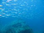 kibinago0427.JPG