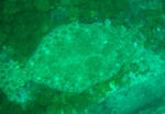 hirame0504ao.JPG