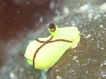 orenji0508.JPG