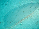 tubakuro0508.JPG