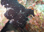 kaeru0510.JPG