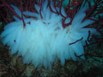ikatamago0510.JPG
