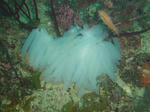 sinnika516.JPG