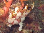 kumadori0627.JPG