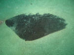 tubakuro0627.JPG