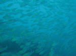 IMG_7926.JPG