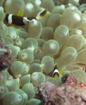 kumanomi92.JPG