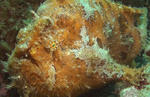 kaeru0904.JPG
