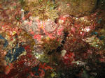 iro111.JPG