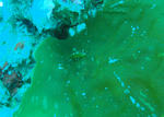 midori322.JPG