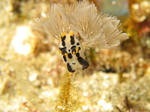 tuno322.JPG