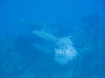 ika100621a.JPG