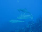 ika100621.JPG