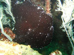 kaeru1006293.JPG