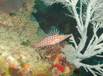kudagonbe100706.JPG