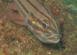oosuji100706.JPG
