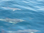 dolphin100719.JPG