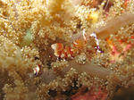 akahoshi100809.JPG