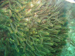gonzui100906.JPG