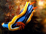 2011.01.14.ko-rumanumiusi.JPG