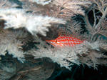 2011.01.14.kudagonnbe.JPG