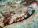 2011.01.14.wanigoti.JPG