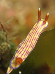 2011.03.30.kutinasiiroumiusi.JPG