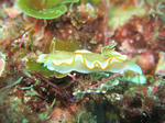 kyarameru0417.JPG