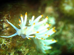 2011.05.18.sakisimaminoumiusi.JPG