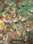 futairo0617.jpg