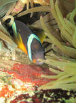kumoanomtamago0617.jpg