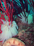 ikatamago06147.jpg