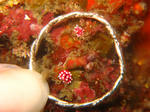 2011.07.11.huroumiusi.JPG
