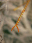 2011.07.11.orutomanhasami.JPG