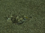 IMG_8239s.jpg
