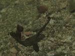 IMG_8242s.jpg