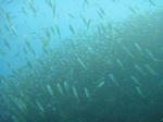 DSC01044s.jpg