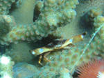 DSC01056a.jpg