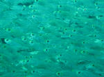 IMG_8320s.jpg