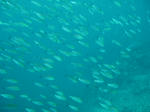 IMG_8368s.jpg