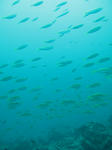 IMG_8668s.jpg