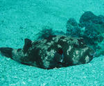 moyoufugu1024.jpg