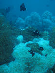 IMG_9020s.jpg