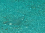 IMG_9701s.jpg