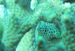 IMG_9768s.jpg