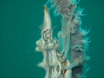 IMG_9929s.jpg