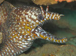 IMG_9972s.jpg