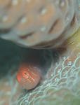 futairo1128.jpg