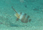 hositensu1128.jpg